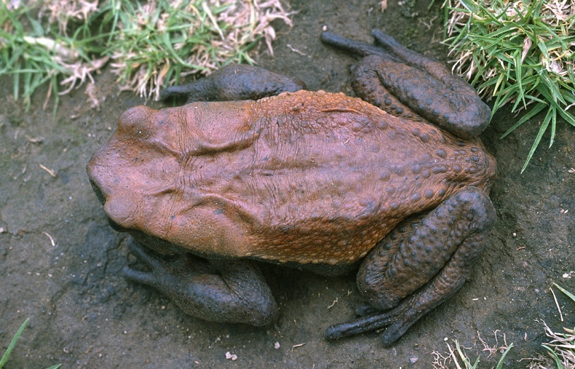 красивое фото жабы гиганта